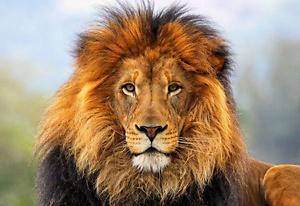 Wild Life Lion