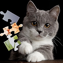 Cute Cats Jigsaw Puzzle